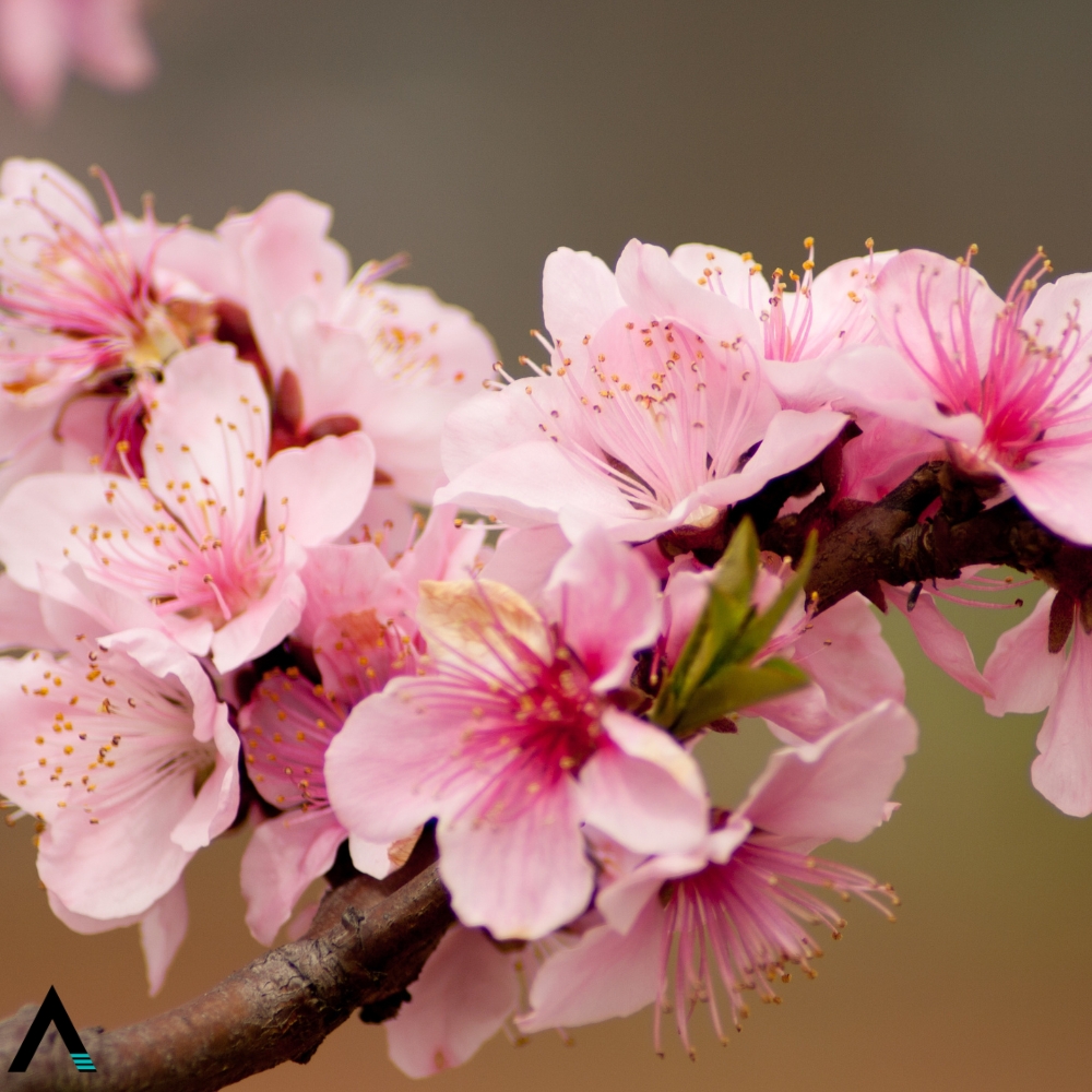 flor de durazno